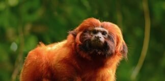 tecnología para salvar primates en vía de extinción
