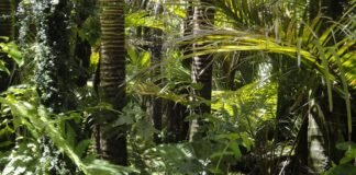 incendios en el amazonas-deforestación en Colombia