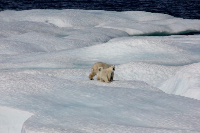 El calentamiento global reduce la población de osos polares