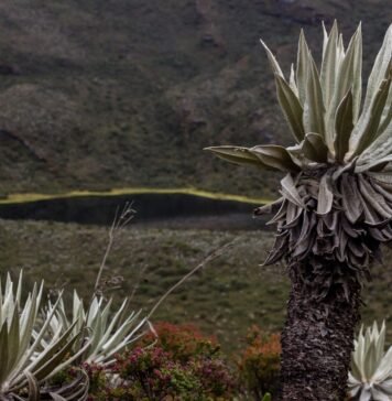 ciencia sostenibilidad colombia