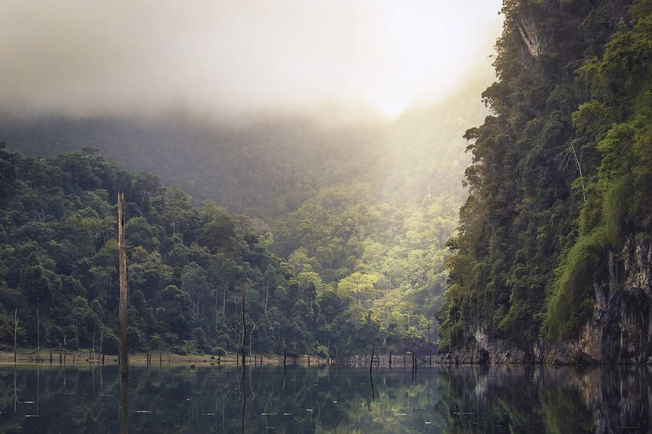 Selva trópical