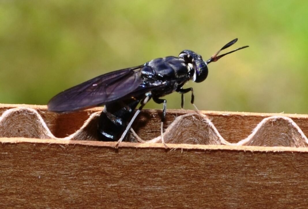 mosca soldado negra cover