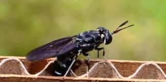 mosca soldado negra cover