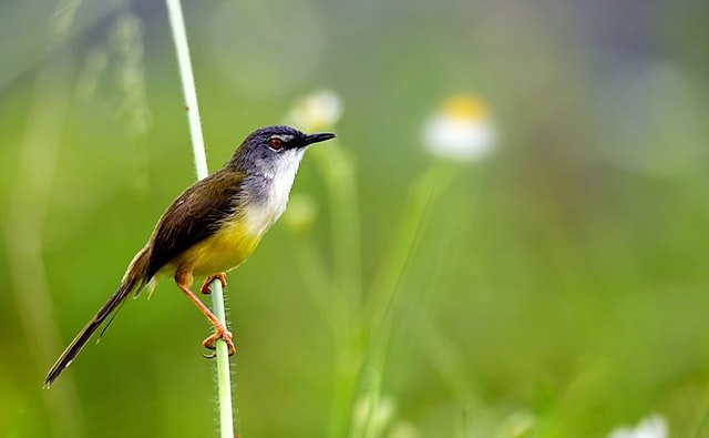 Avistamiento-aves