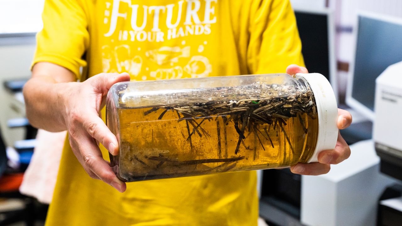 Ciencia-microplasticos