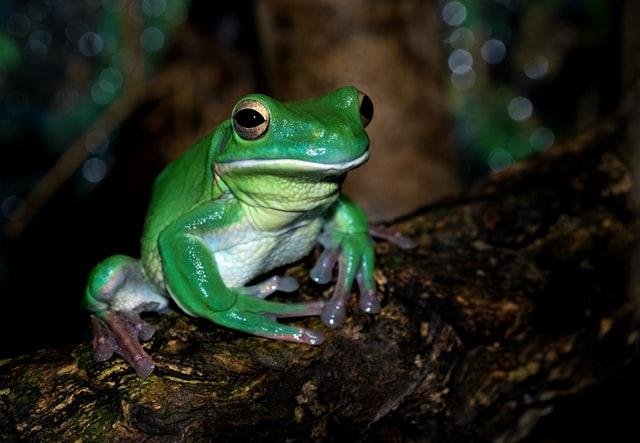 Ciencia-regenracion-extremidades-ranas