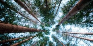 Ciencia-bosques-Unesco