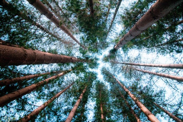 Ciencia-bosques-Unesco