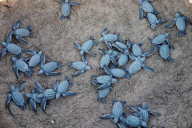 anidación tortugas marinas