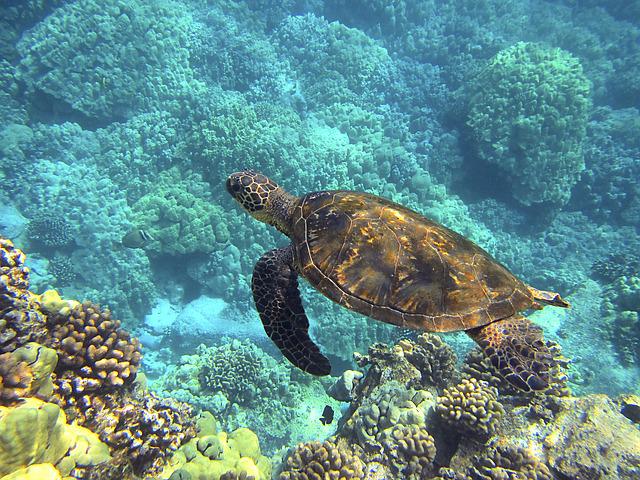 tortugas marinas