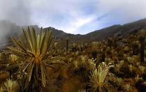 Frailejón paipano.