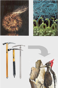 Ejemplos de biomímesis