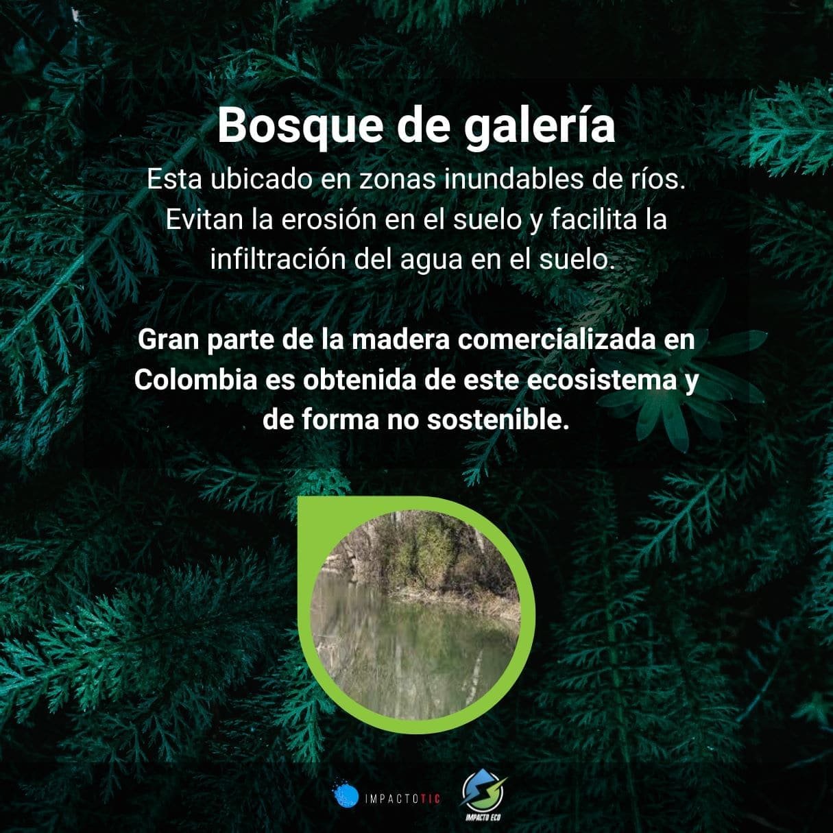 Bosque de galería