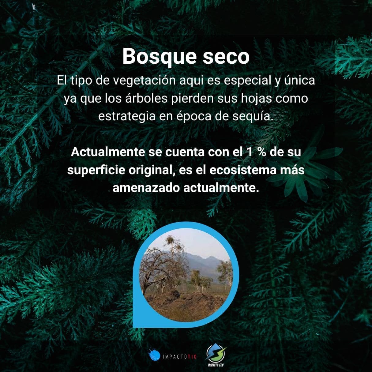 bosque seco