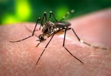 Univalle dengue