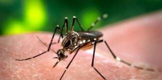 Univalle dengue