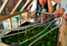 Conectividad Calarcá impulsa el Invernadero Digital