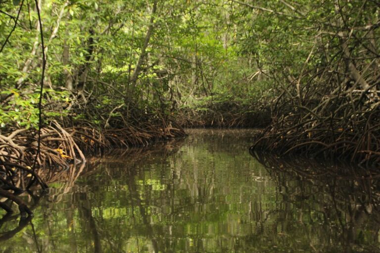 Mangrove Breakthrough: la estrategia para movilizar 4.000 millones de dólares en «infraestructura natural»
